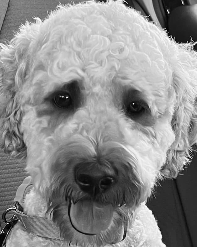 Buddy, therapy dog in training
